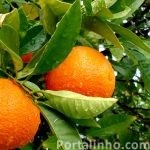 clementina-tangerina