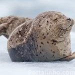 curiosidades-focas