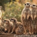 curiosidades-suricatas