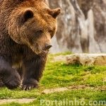 curiosidades-urso-pardo