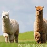 diferenca-alpaca-lhama