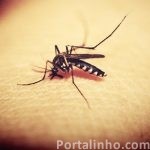 diferenca-paludismo-malaria