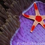 estrela-do-mar