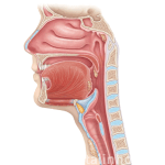 faringe-laringe-diferenca