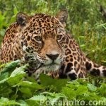 jaguar-leopardo