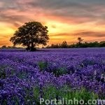 lavanda